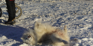 Каюр для хаски, самоеда и вольфхунда: места Петербурга и Ленобласти для катания на собачьей упряжке